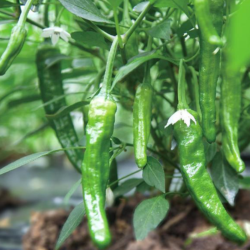 新新鲜杭州杭椒1000不辣的小尖辣椒小炒肉青辣椒非樟树港辣椒包