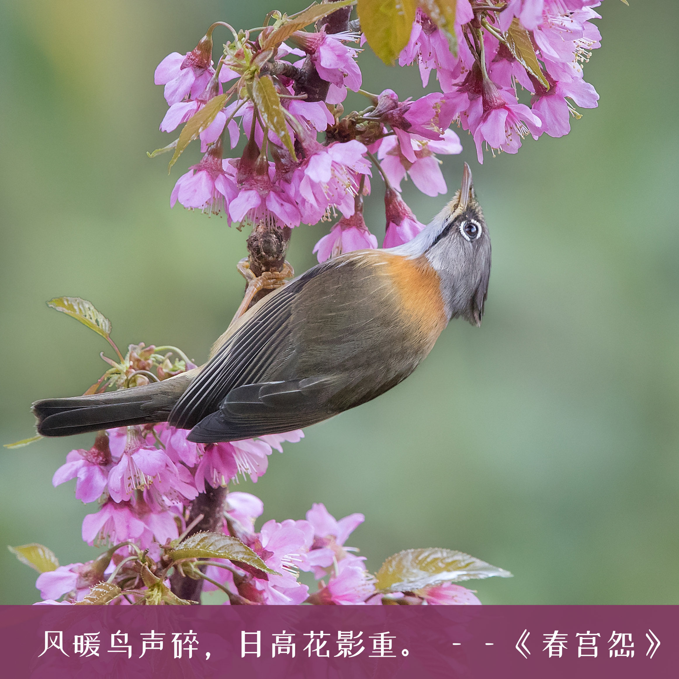 鸟类飞禽动物小鸟高清摄影图片自然幼鸟鸟语花香素材设计素材