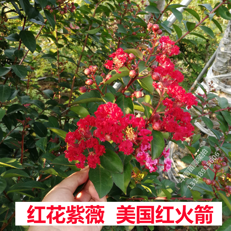 小叶紫微盆景 红火箭红花紫薇大树 美国紫薇小苗 百日