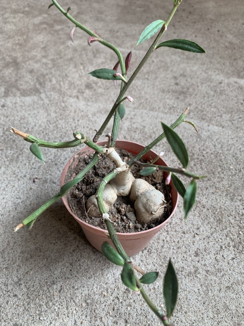 四海园艺人参大戟大吉块根球根多肉植物仙人多肉植物