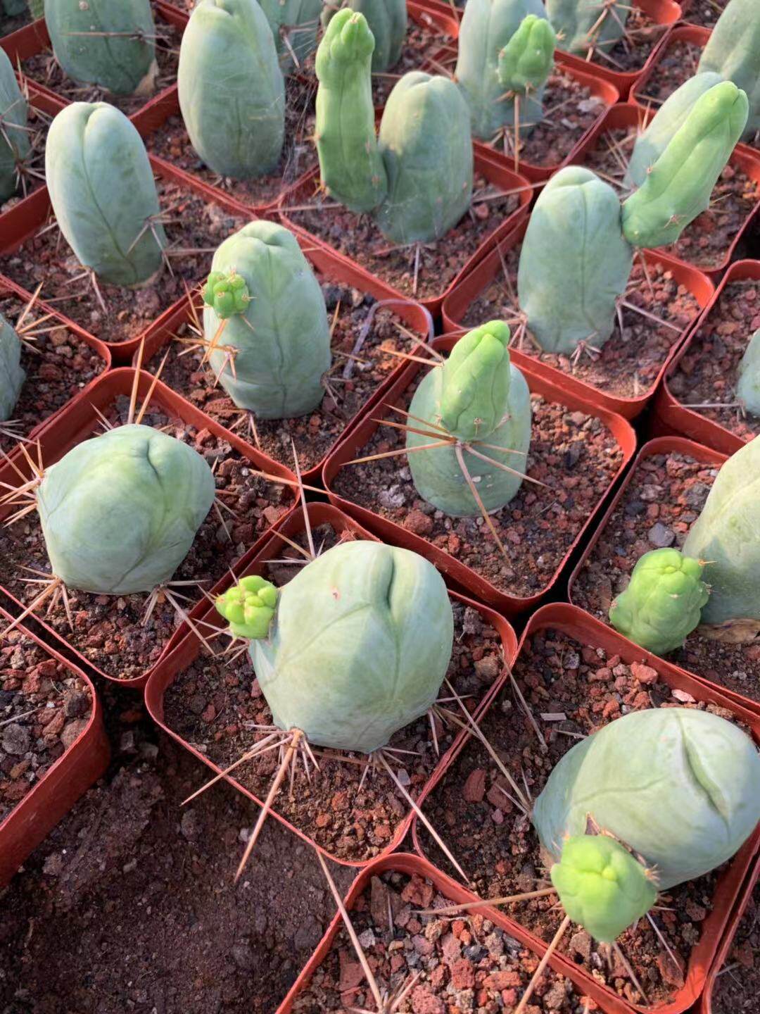 四海园艺程程柱精品仙人防辐射实生单头多多肉植物