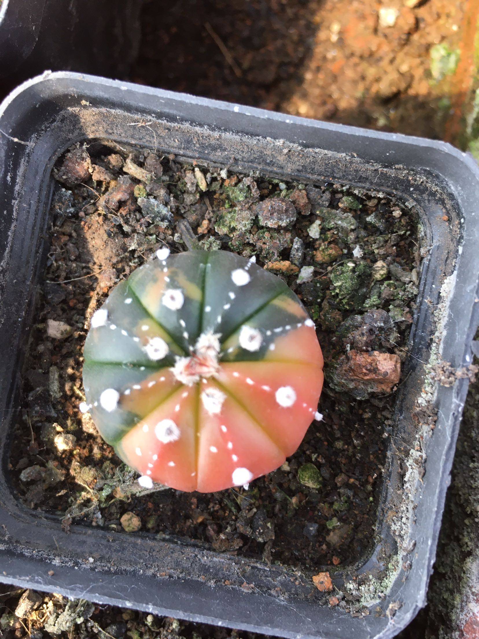 四海园艺实生兜锦仙人球黄锦红橙色星球属多多肉植物