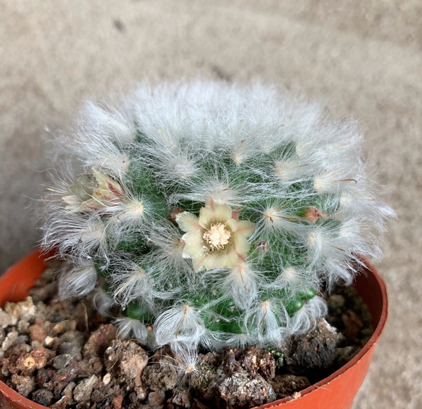 四海园艺正版白云高砂仙人球实乳突属多植物多肉植物