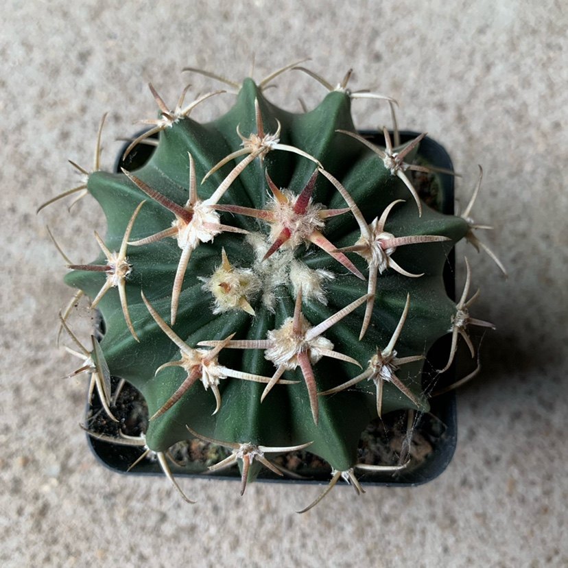 四海园艺凌波仙人球实生羽毛花红红花强粗红刺多肉植物