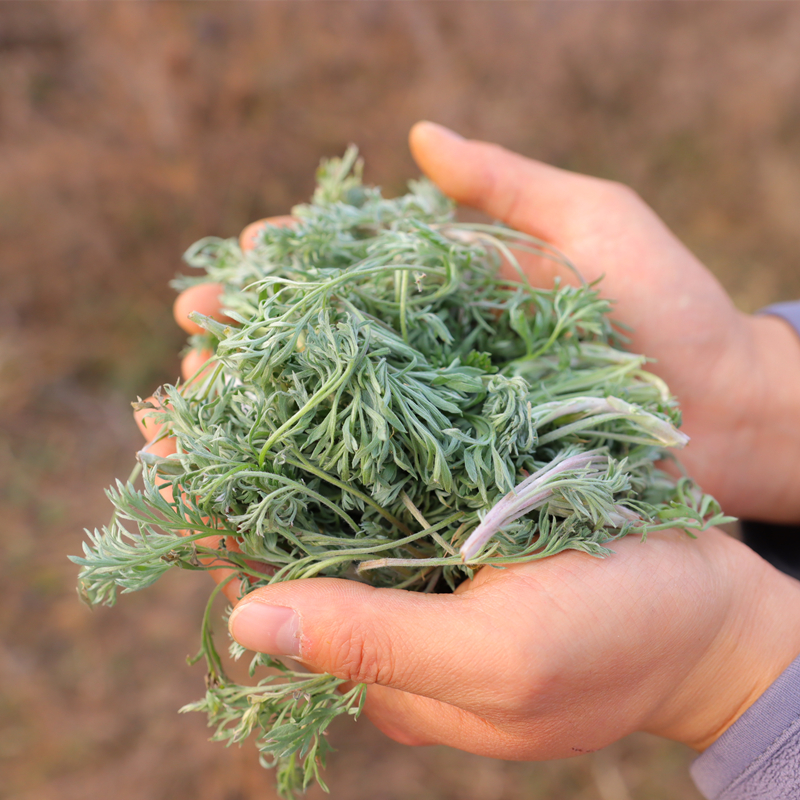 茵陈2022年白蒿苗野生新鲜正月三月绵茵陈嫩芽嫩芽其他药食同源食品