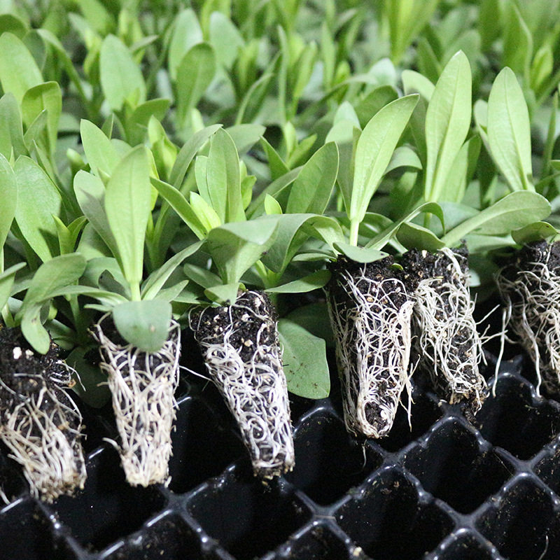 云南洋桔梗花苗重瓣龙胆花小苗时令草本花卉楼顶阳台庭院趣味盆栽
