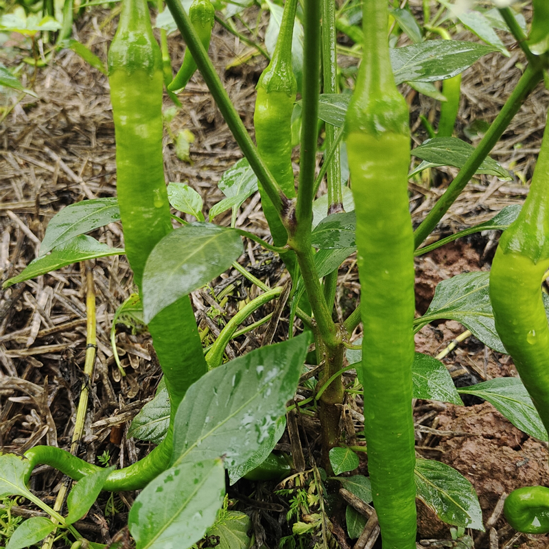 湖南衡阳新鲜辣椒蔬菜长细青椒中辣农家自种辣椒