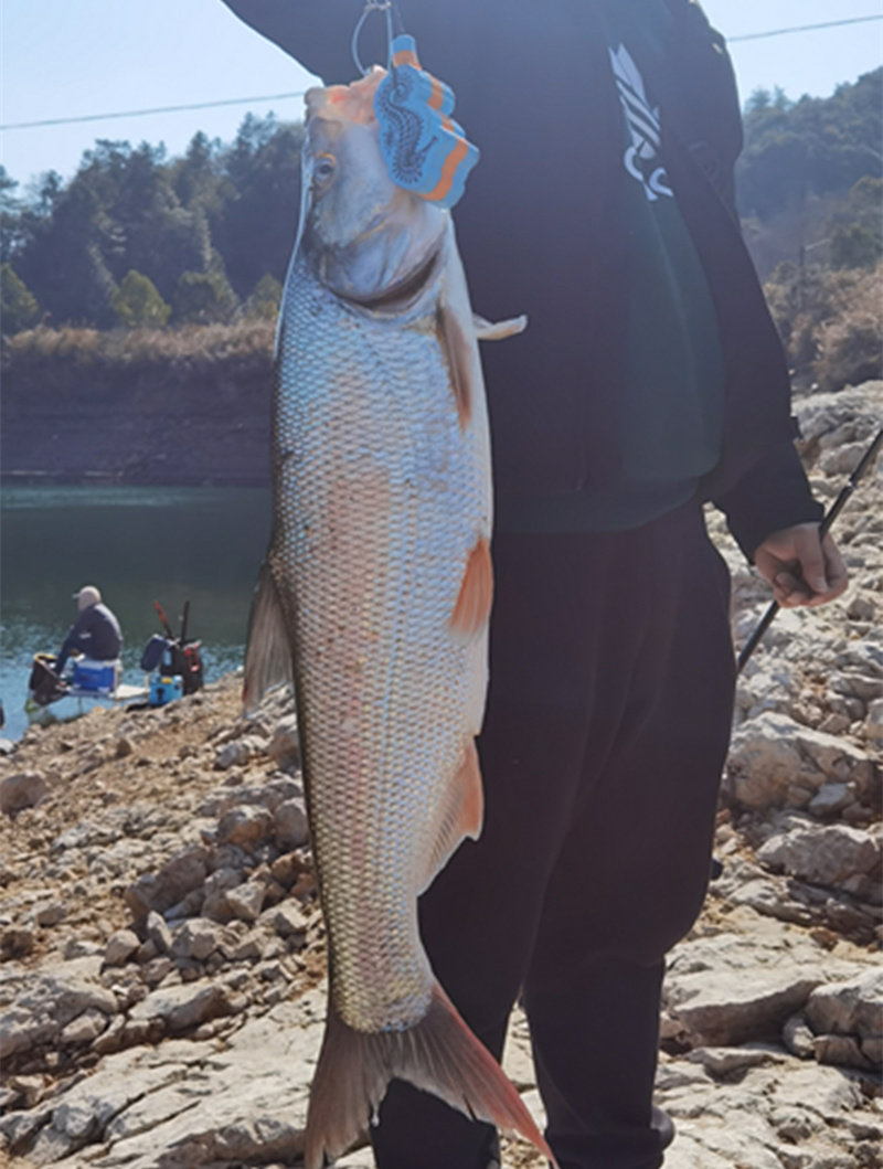 野红尾千岛湖淡水水产红珠鱼生新鲜活鱼肉质鲜嫩淡水鱼类