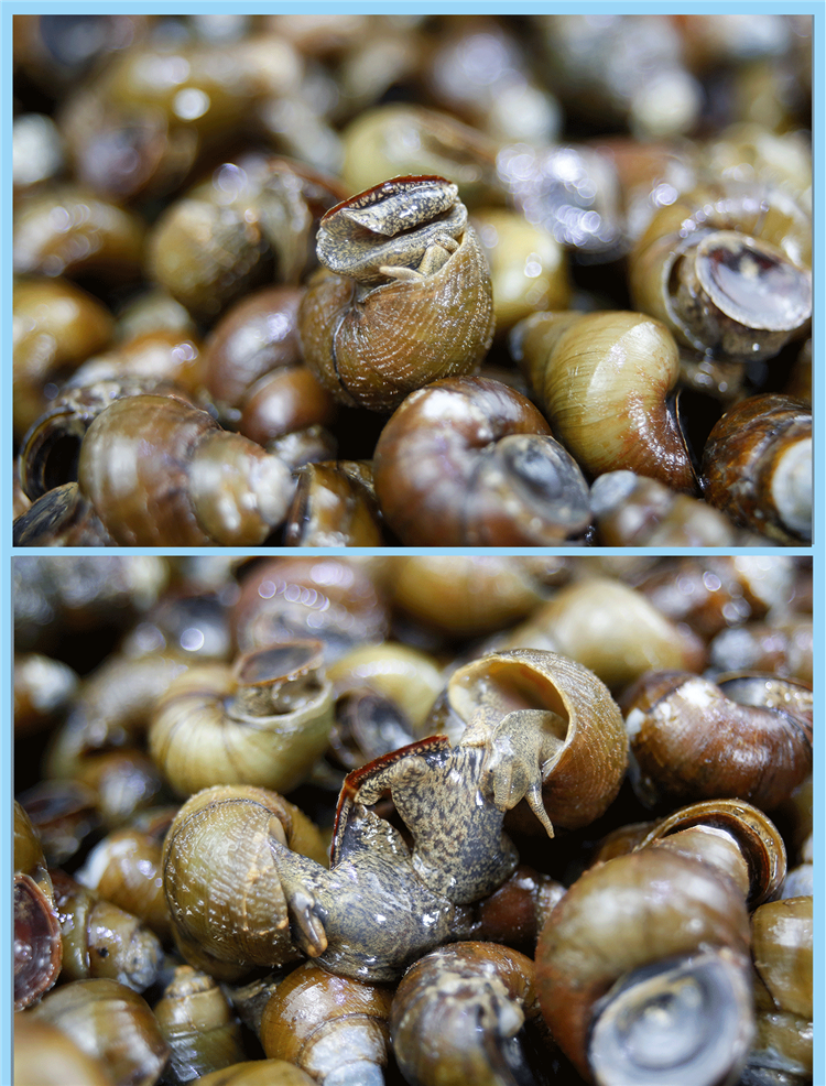 千岛湖特产水库清水螺蛳山坑螺新鲜活体淡水小田泥螺