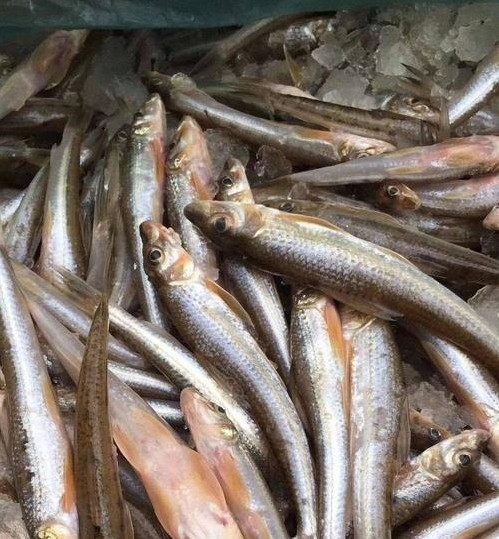 千岛湖棍子子鱼新鲜大眼睛淡水花骨棒棒鱼无刺船钉鱼淡水鱼类