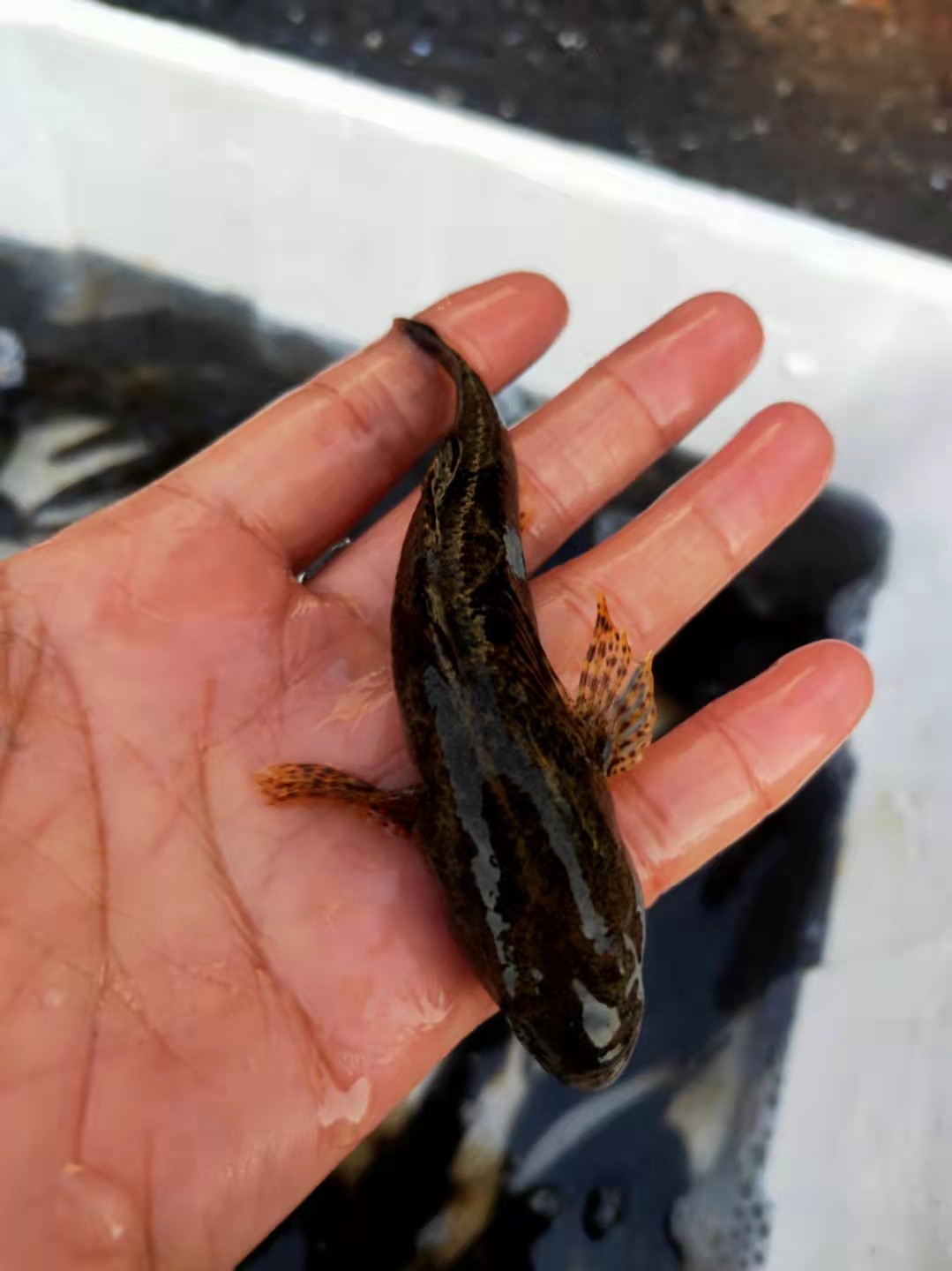 千岛湖淡水野生笋壳鲜活老虎头食用呆子子鱼小溪淡水鱼类