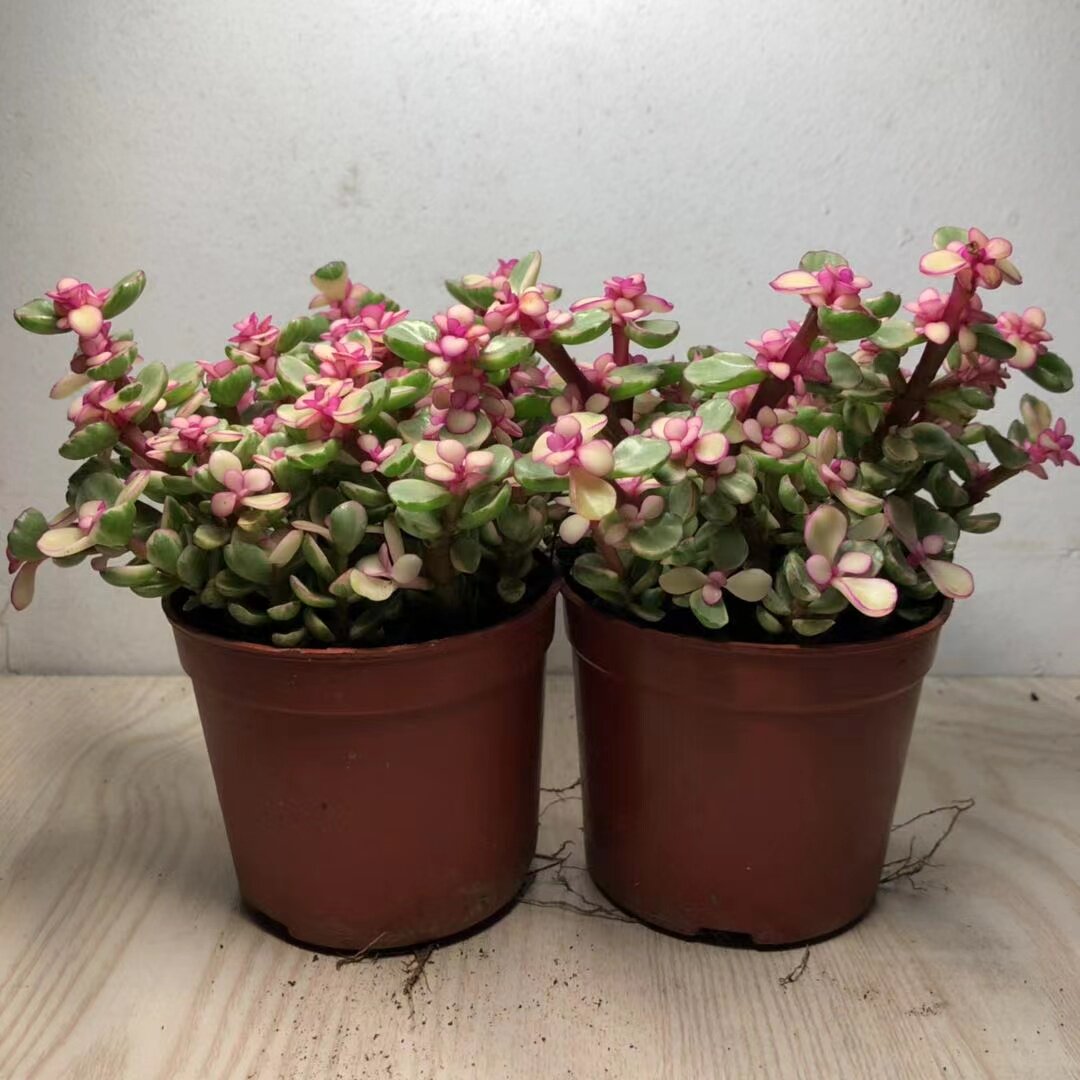 植物雅乐乐之舞老桩多肉观花净化空气防辐射办公办公室多肉植物