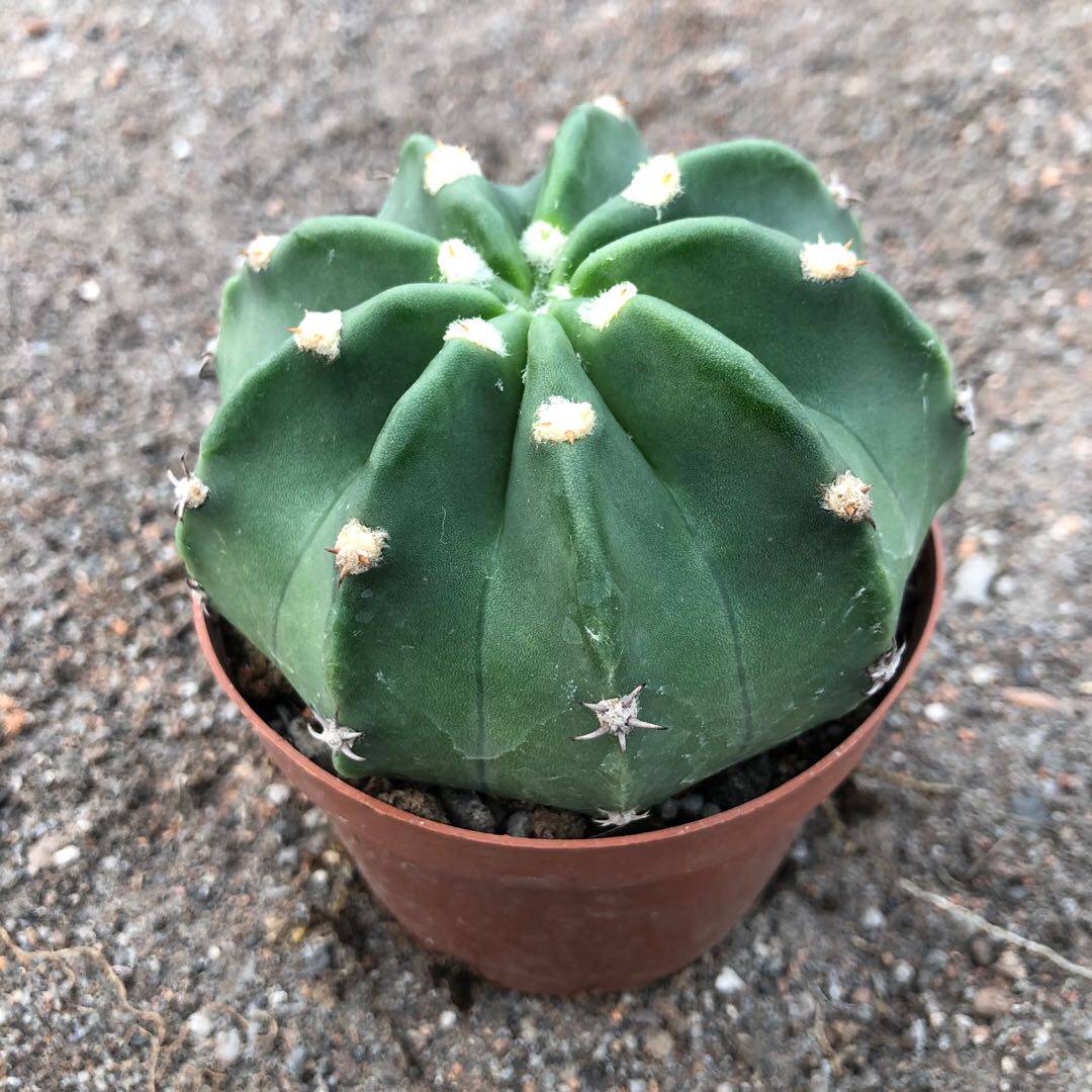 实生短毛丸大颗仙人球无刺开开花多肉植物办公多肉植物