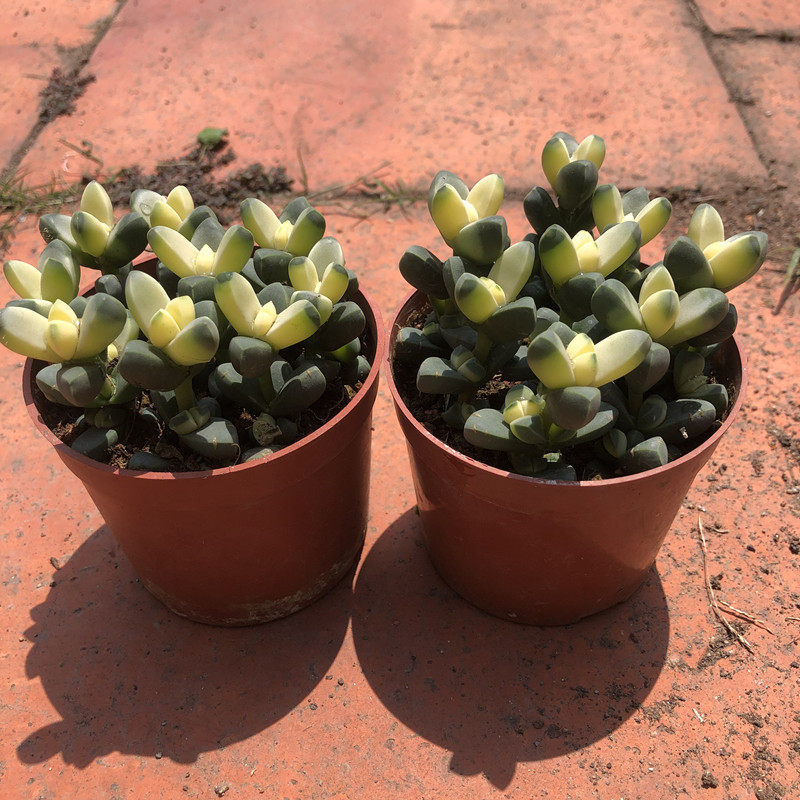 多肉植物小老桩鹿角海棠老庄办公办公室室内开花多肉植物