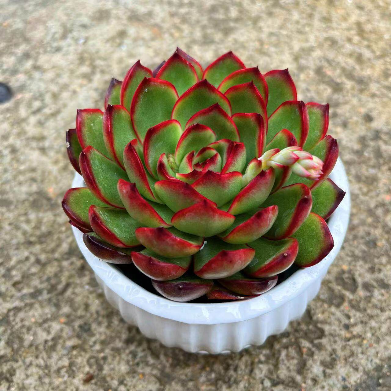 多肉保利安娜植物新手好养组合盆栽绿植室内多肉植物