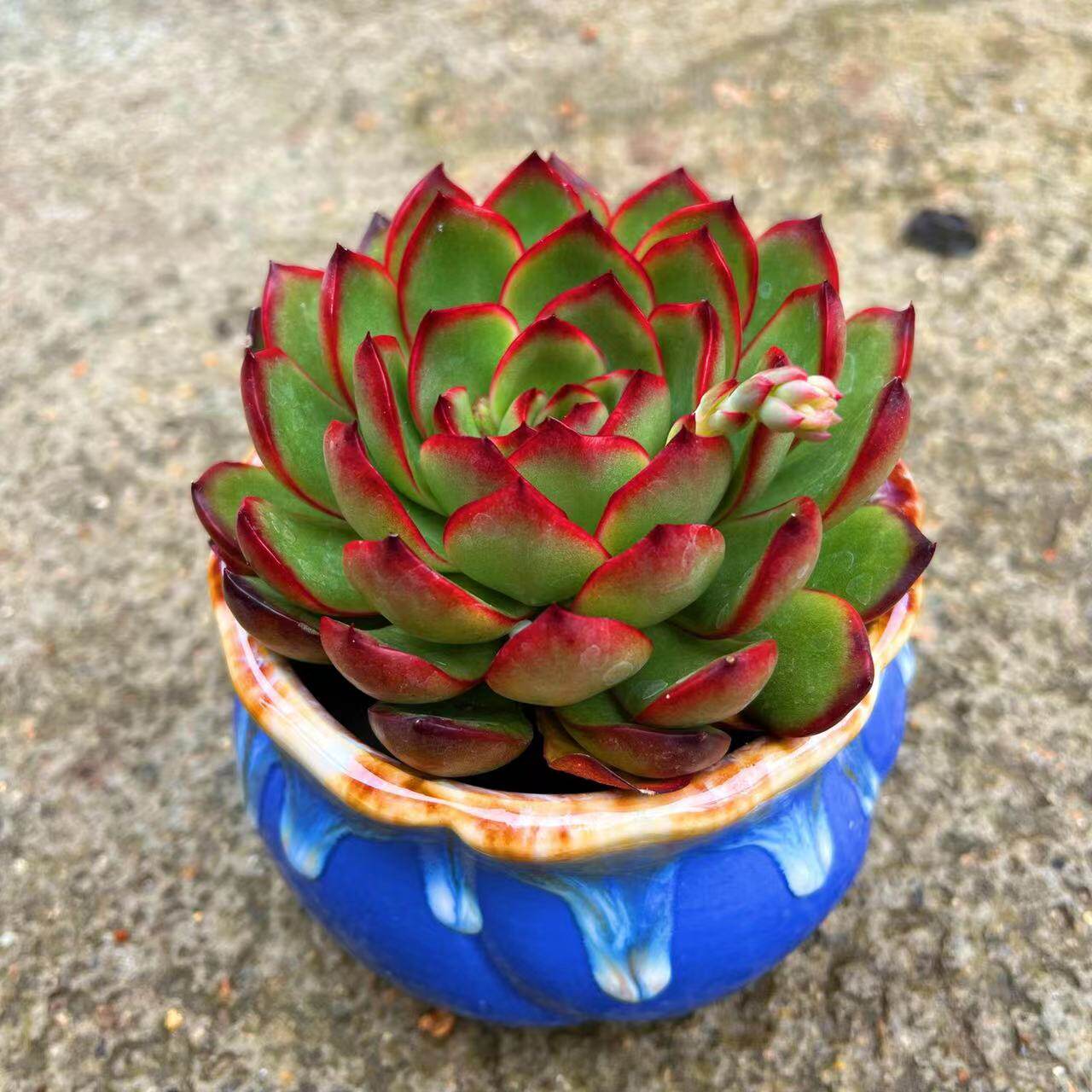 多肉保利安娜植物新手好养组合盆栽绿植室内多肉植物