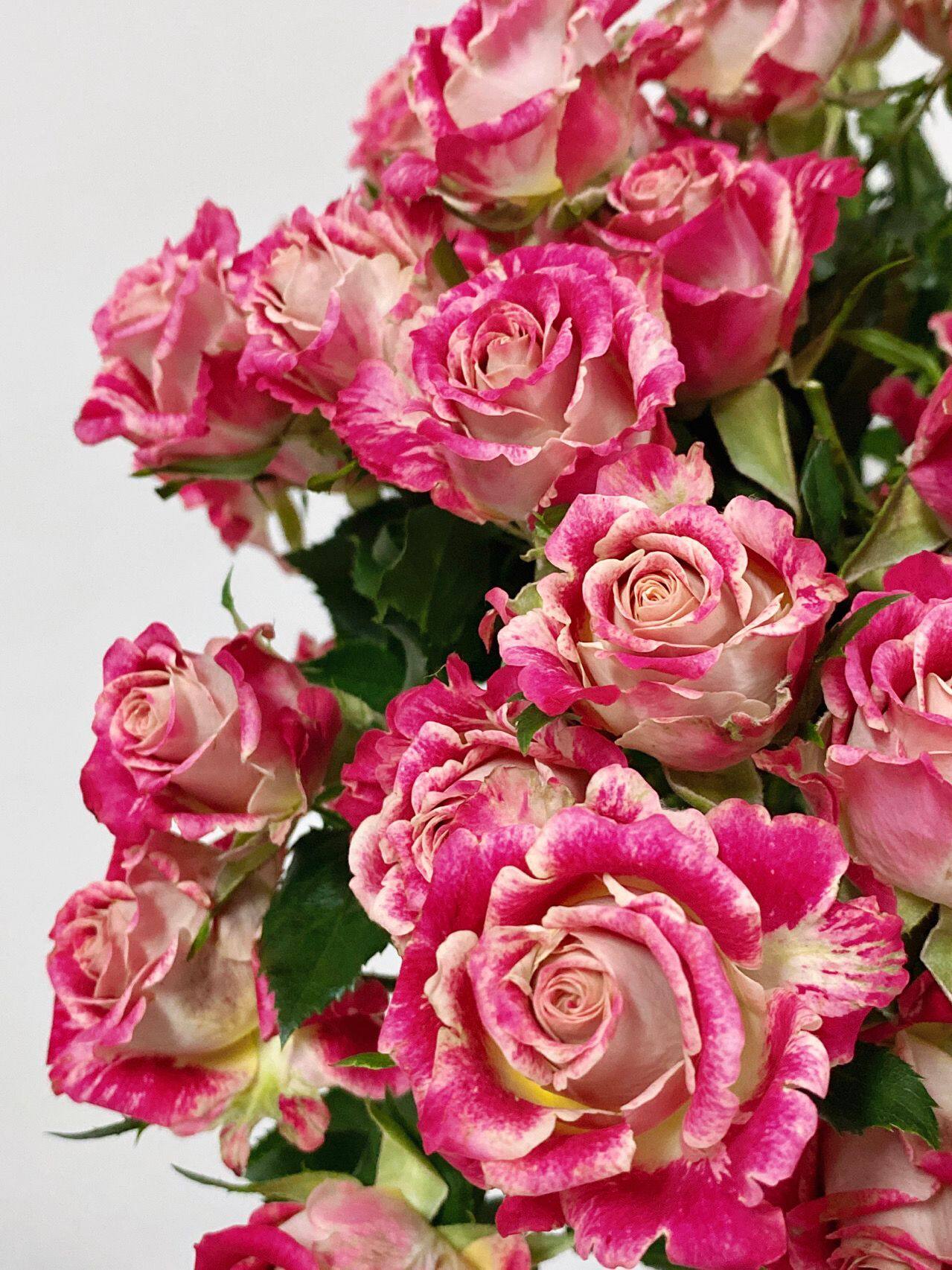 铃兰家巴拉2021新品多头切花玫瑰玫瑰花花苗盆栽花卉