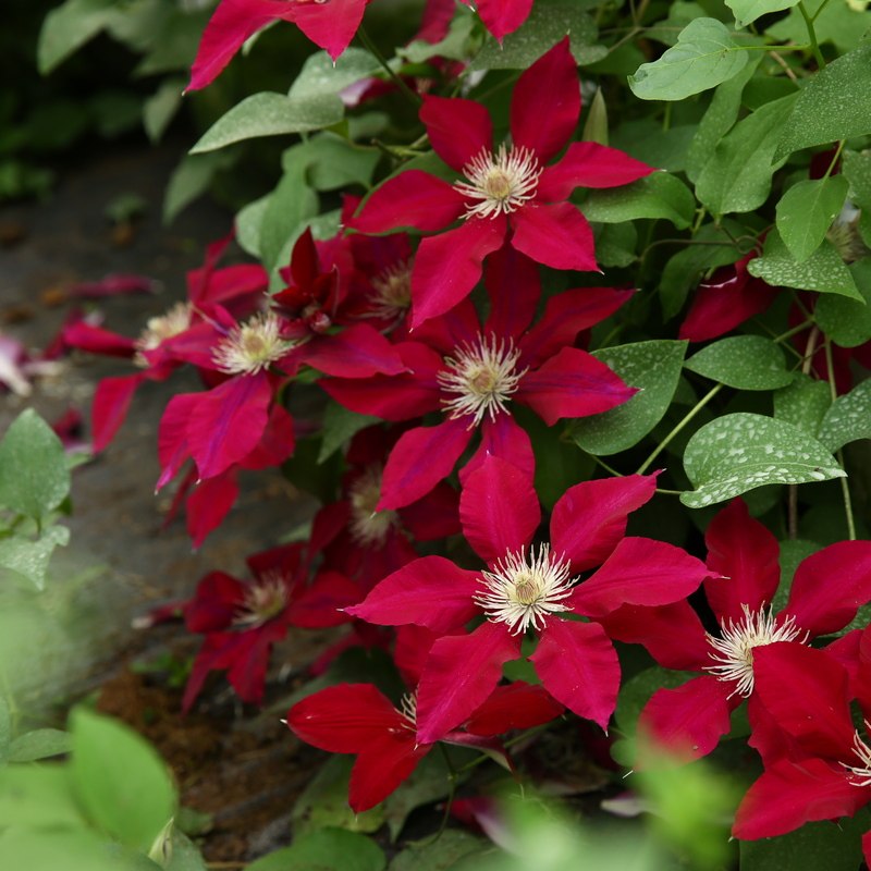 铃兰家| 瑞贝卡 铁线莲爬藤花苗花期长阳台植物盆栽带花苞红色