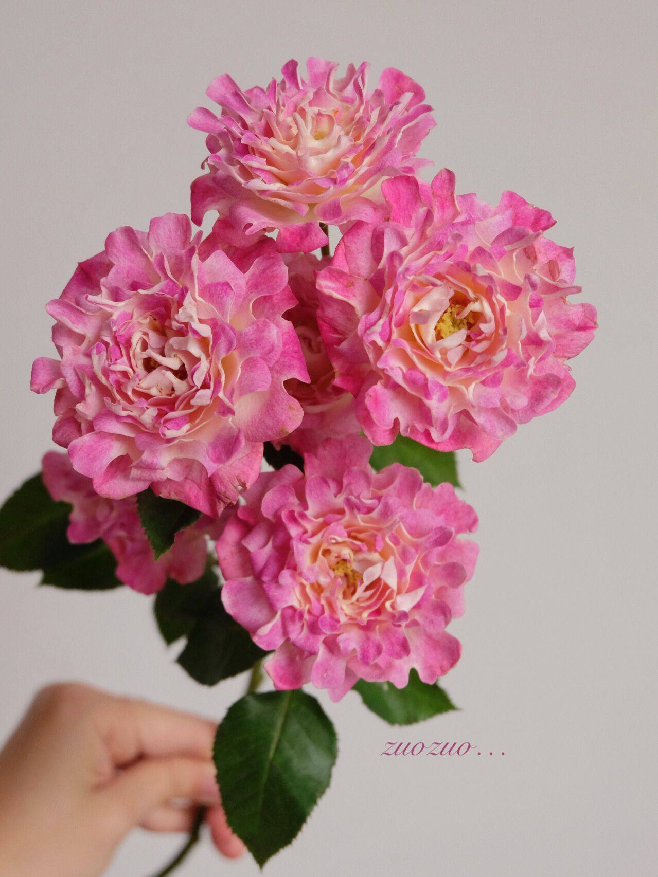 海葵铃兰家梦幻新品系列月季月季花花苗多花阳台月季