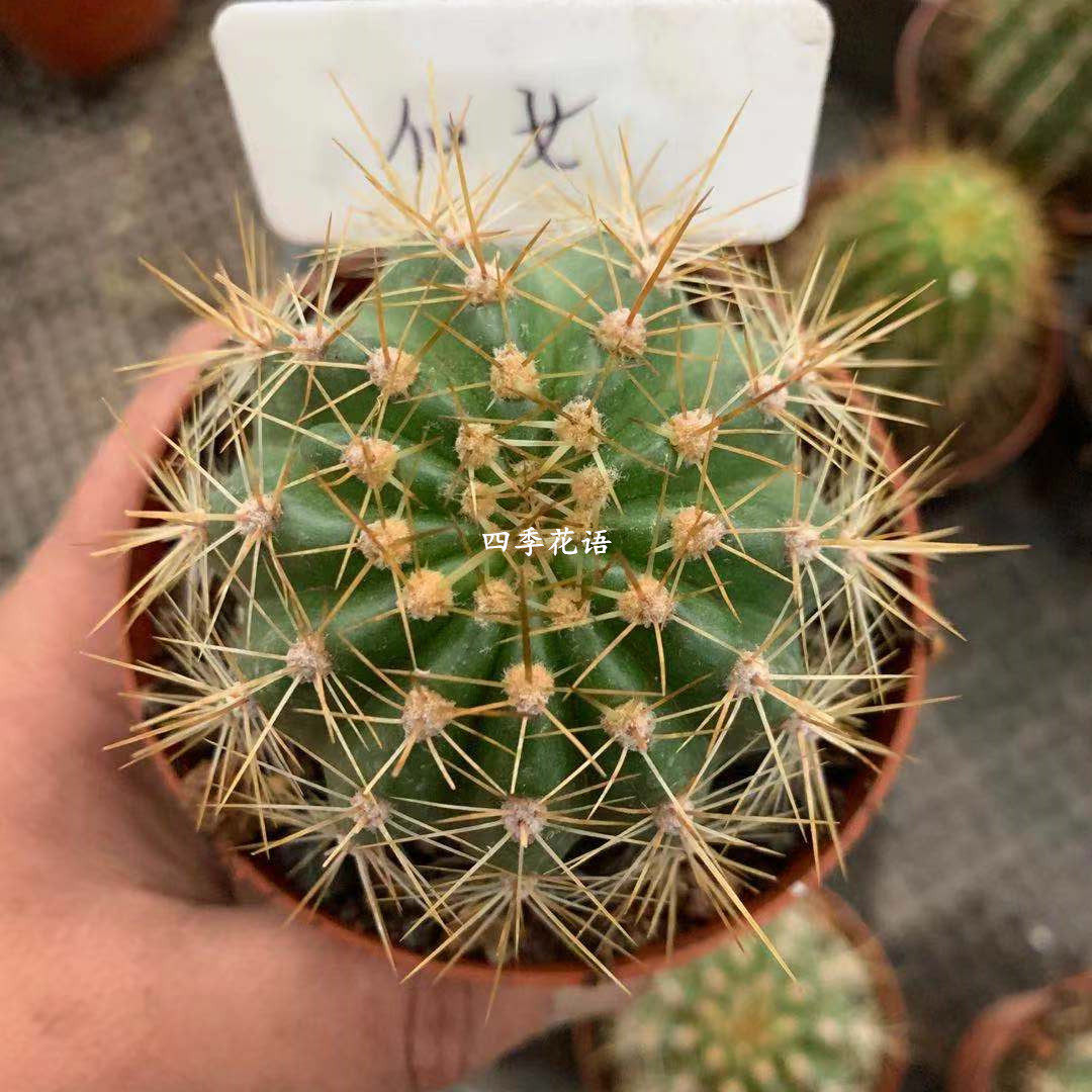 仙人花柱四季花语仙女毛花柱开大花毛开花仙人掌多肉植物