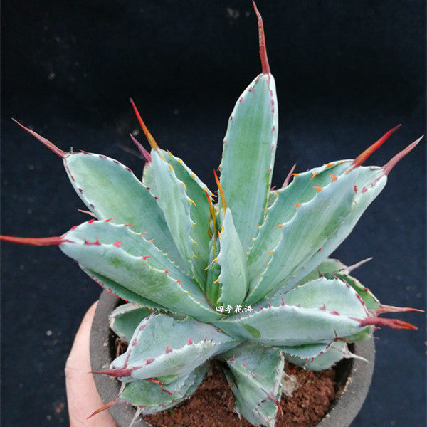 龙舌植物贝壳龙龙舌兰科盆栽品种兰多净化空气花卉多肉植物