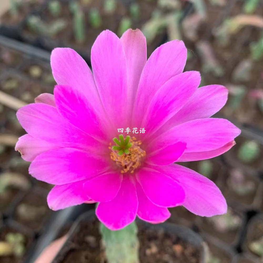 仙人鹿角四季花语水仙情郎柱属无刺美花开花多肉植物