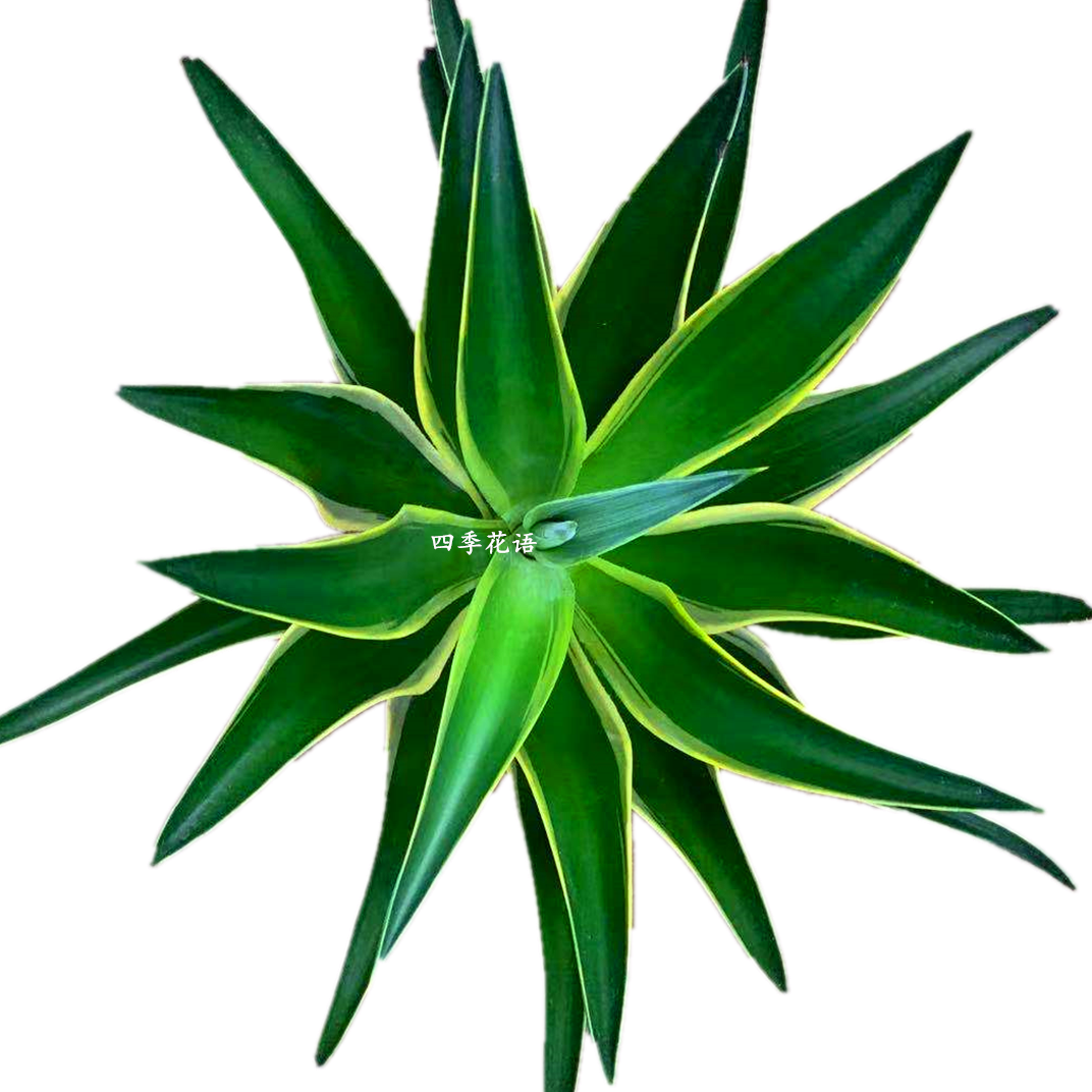 金边龙舌盆栽多肉植物虎皮绿植花卉超好防辐射多肉植物