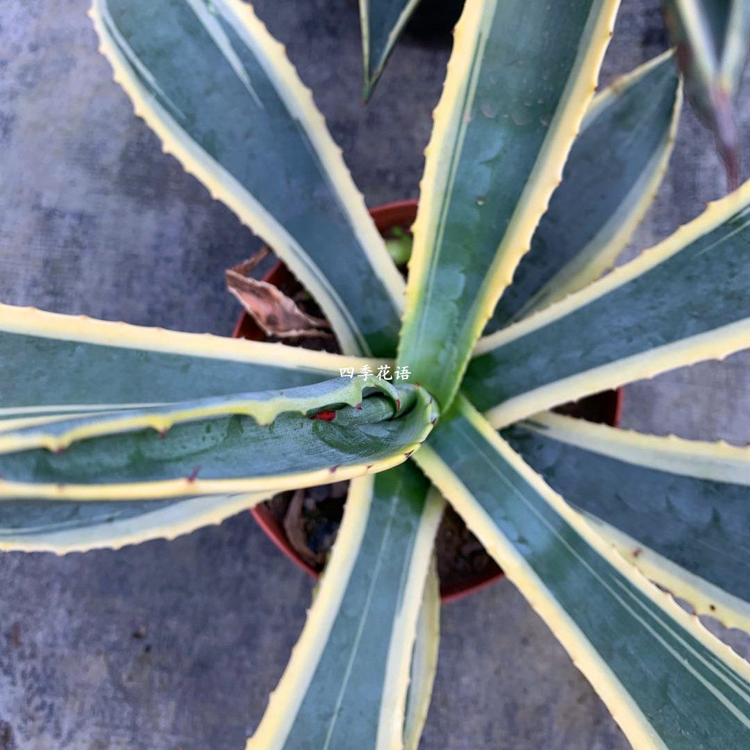 龙舌金边四季花语大龙植物大型兰品品种多肉植物