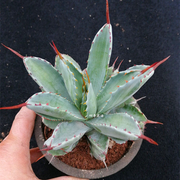 龙舌植物贝壳龙龙舌兰科盆栽品种兰多净化空气花卉多肉植物
