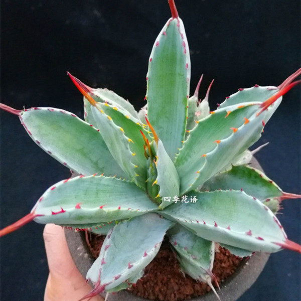 龙舌植物贝壳龙龙舌兰科盆栽品种兰多净化空气花卉多肉植物