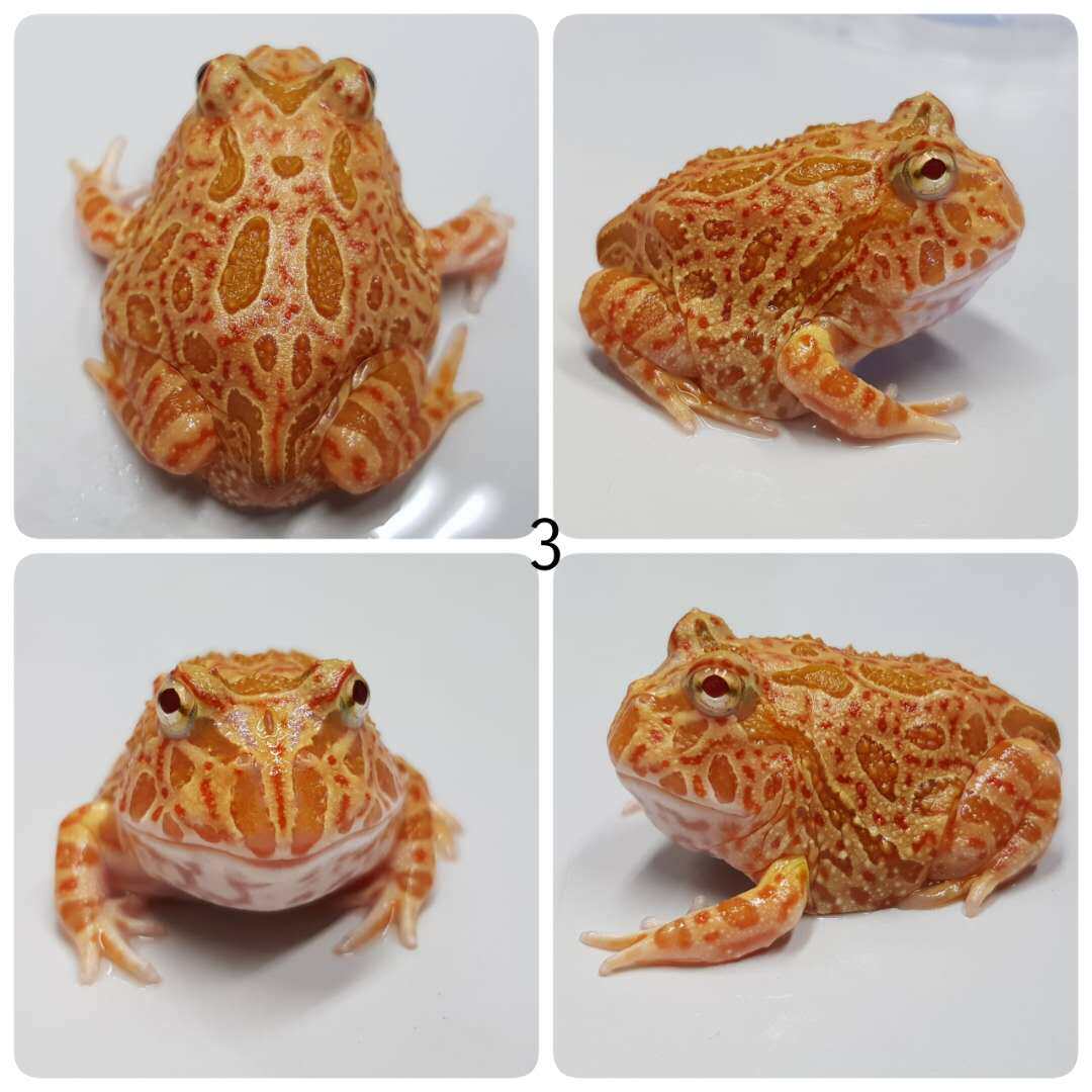 角蛙活体包邮蝌蚪绿角蛙宠物青蛙黄金角蛙蝴蝶角蛙钟角蛙霸王角蛙