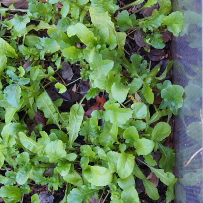 四季蔬菜东北大叶臭菜种子农家芝麻菜蘸酱菜籽野菜阳台菜园约5克