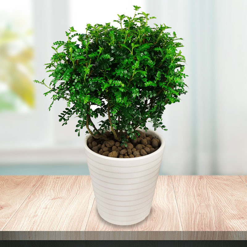 开花米兰花植物很香室内四季盆栽阳台窗台喜阳大型绿植