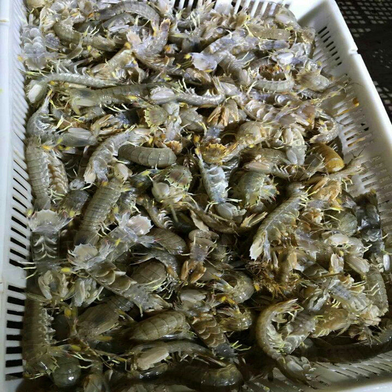 顺丰包邮500g大号皮皮虾水产海鲜鲜活野生虾耙活虾