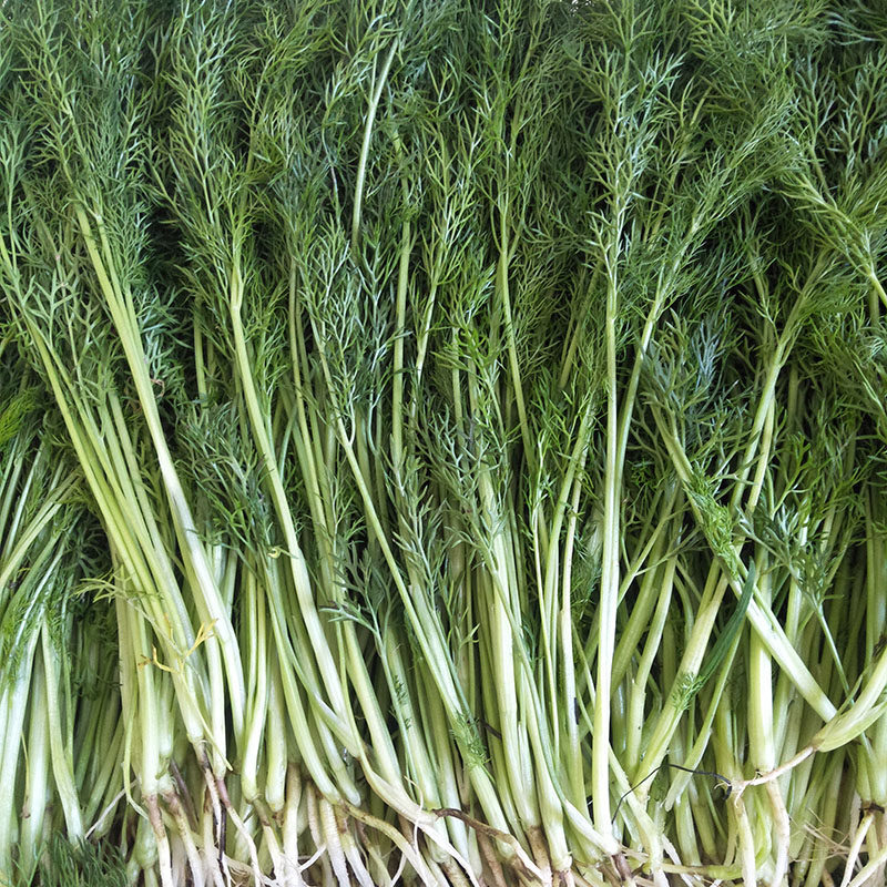 新鲜小茴香 带根小茴香云南时鲜蔬菜野菜饺子馅配料一份一斤空运