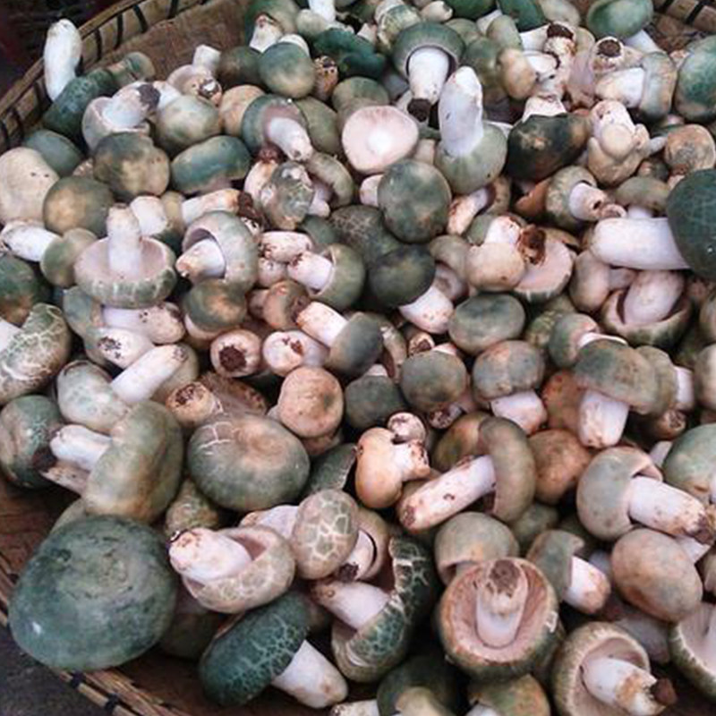 新鲜头菌野生绿豆青冈菌绿蘑菇蘑菇云云南绿头新鲜松茸