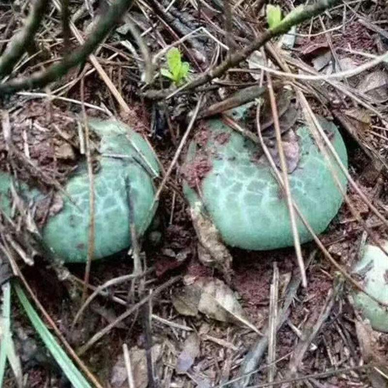 新鲜头菌野生绿豆青冈菌绿蘑菇蘑菇云云南绿头新鲜松茸