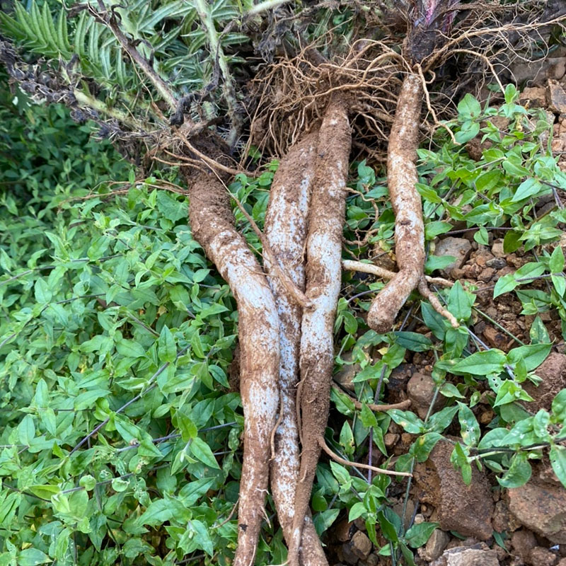 新鲜马刺云南野生大蓟根草恶鸡婆现挖现发食用其它