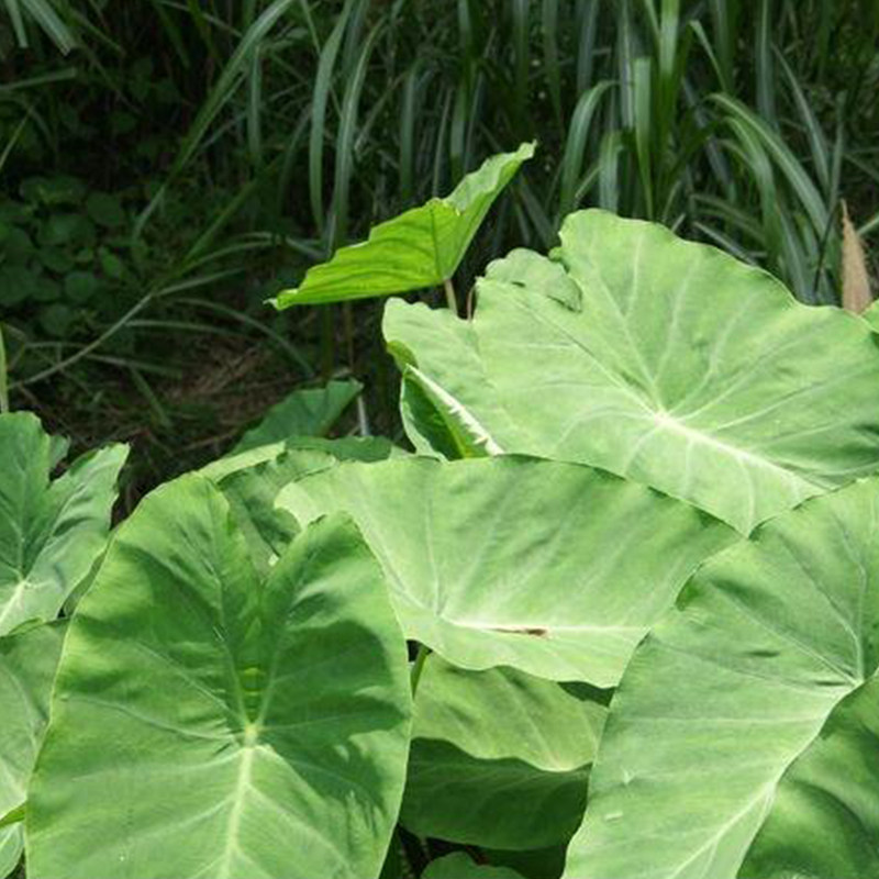 新鲜芋头花 农家自种 新鲜蔬菜 紫芋头花 芋荷花一件3斤空运包邮