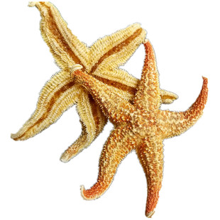 干货 海星 渔民自晒大海星海星 泡酒煲汤料海味干货 500克两件包邮