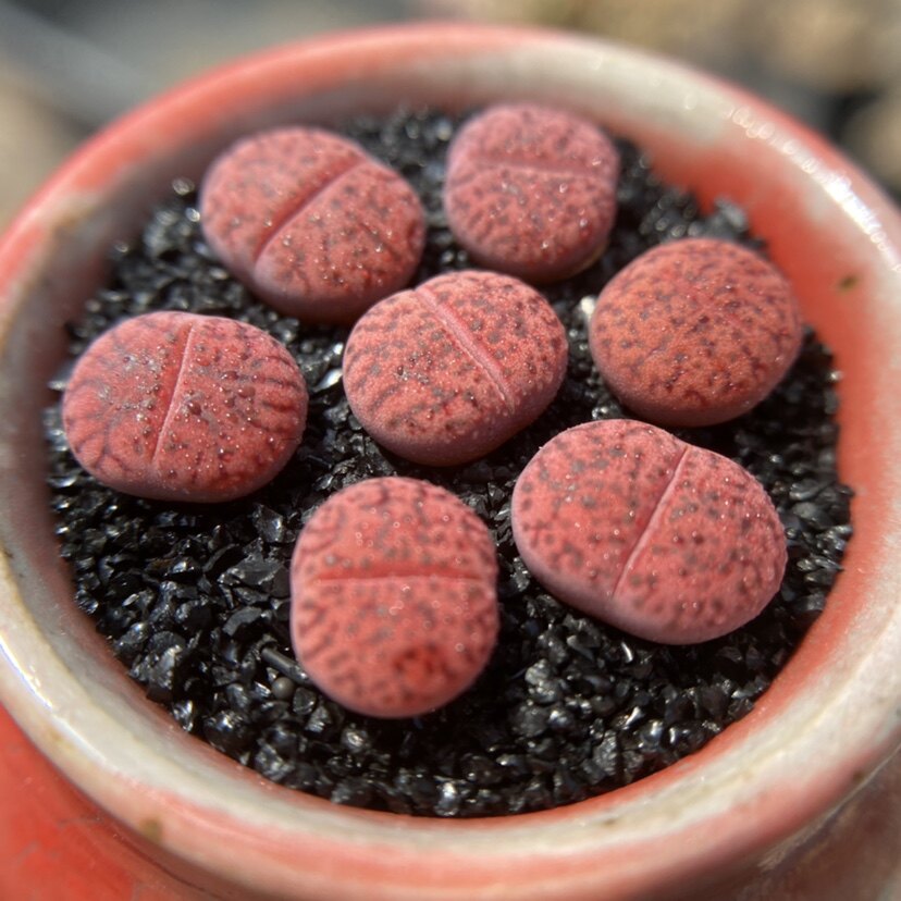 紫柘石榴c393a一年生石花多植物番杏肉锥多肉植物