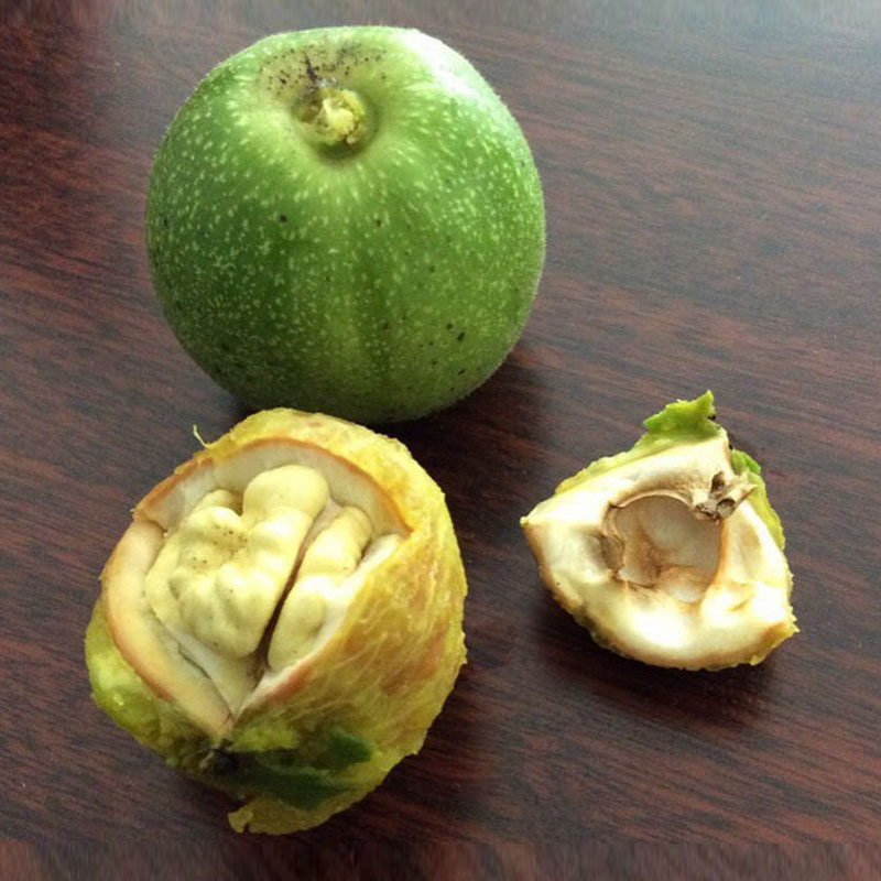 核桃农家新鲜青皮绿皮山核桃孕妇脆爽去皮现摘包纸皮