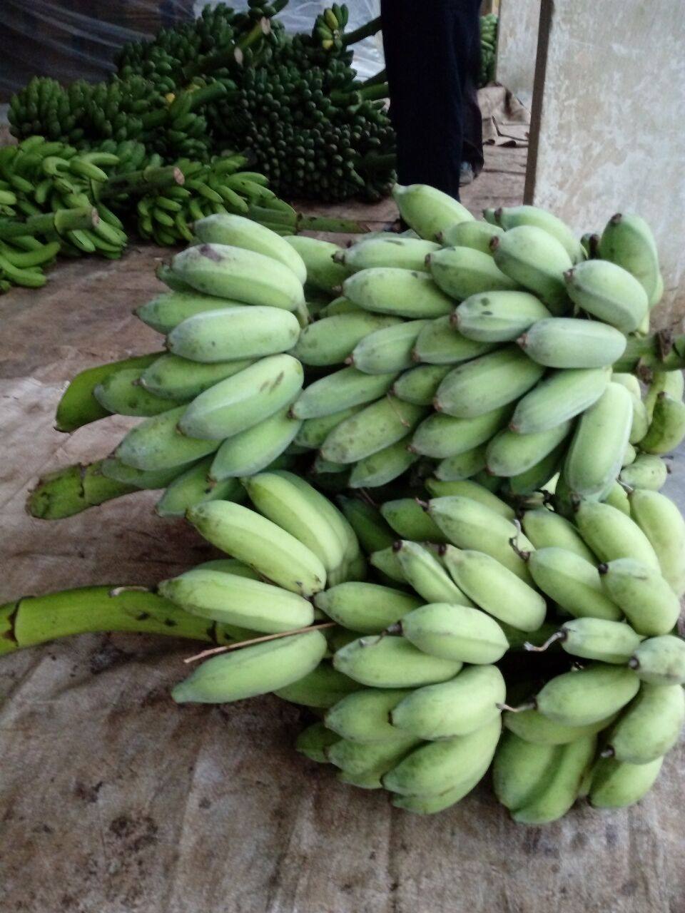 广西粉蕉新鲜西贡净重9斤整箱10斤包邮糯米蕉香蕉