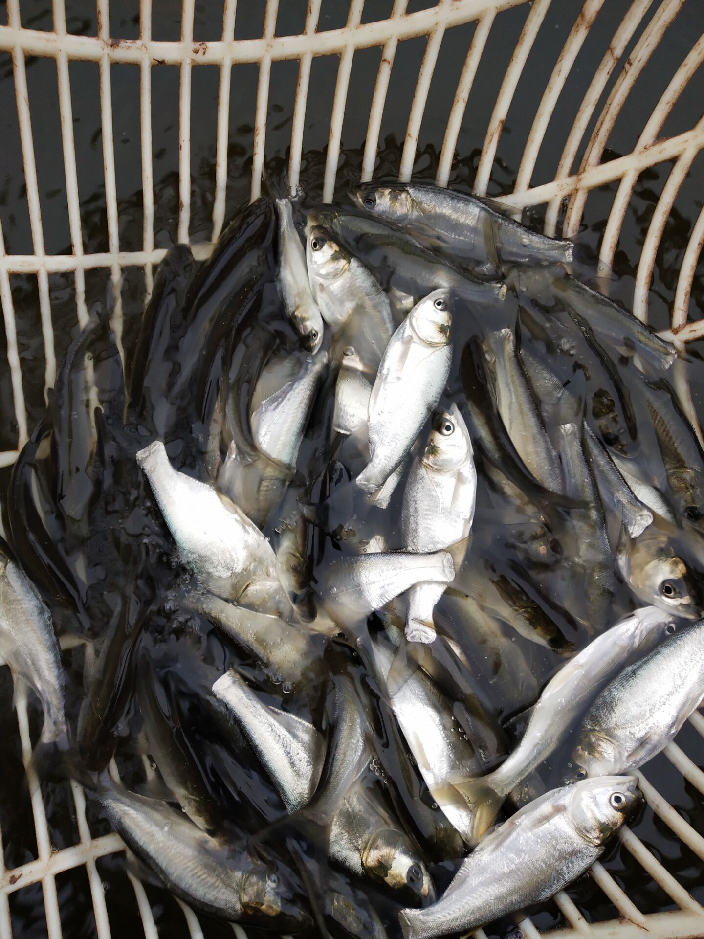 鱼苗鲢鱼白鲢跳鲢淡水活体白条包邮鱼