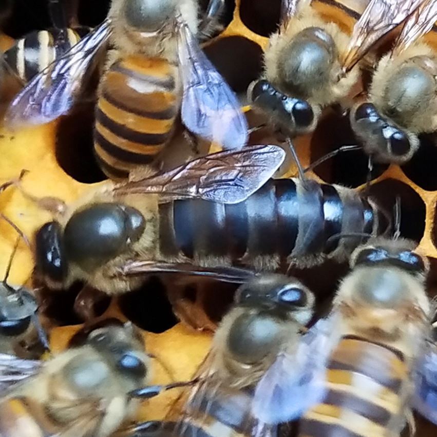 中蜂优质王台基产卵王产卵高产女王蜂王处女黑蜂养蜂巢础