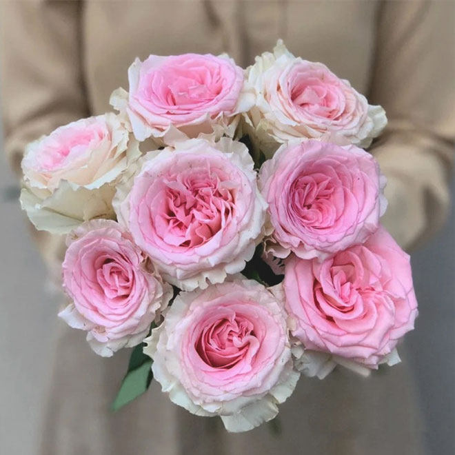 洛神玫瑰鲜花花头稀有品种云南昆明斗南基地鲜花速递(同城)