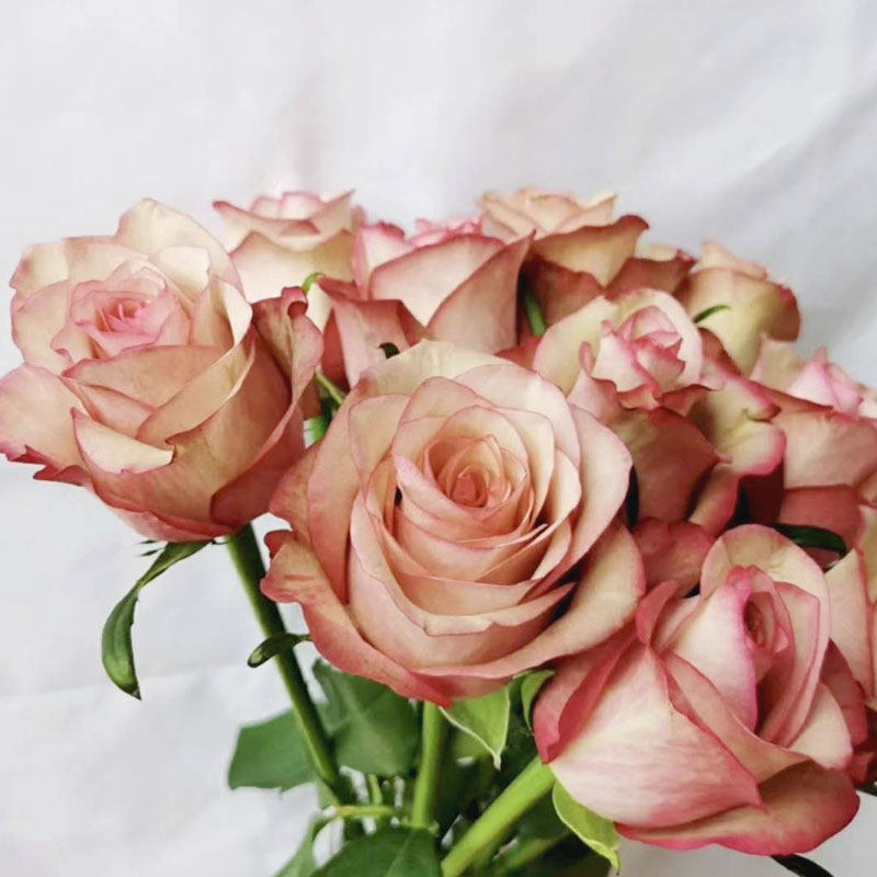 复古古色翡翠玫瑰鲜花云南昆明斗南花市基地鲜花速递同城