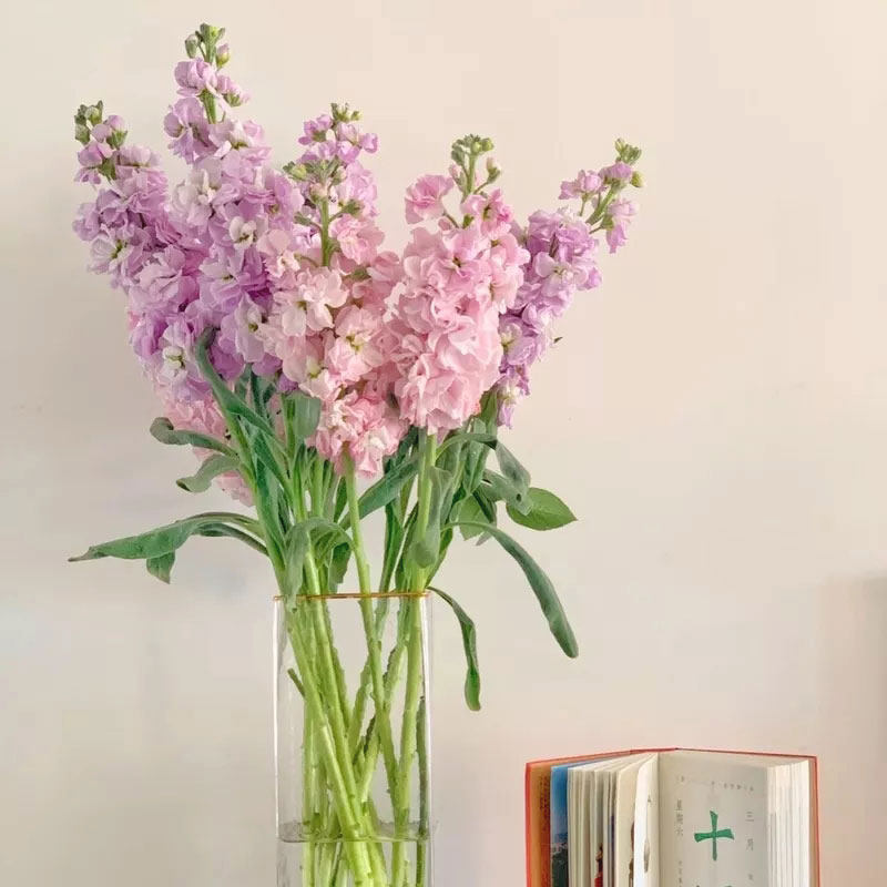 昆明基地直发紫罗兰空运包邮一扎10支特价鲜切花束家庭办公室插花