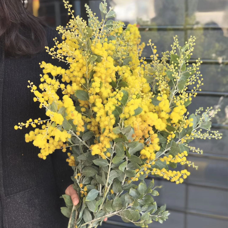 云南昆明空运鲜花银叶金合欢圣诞花包家庭办公室鲜花速递(同城)