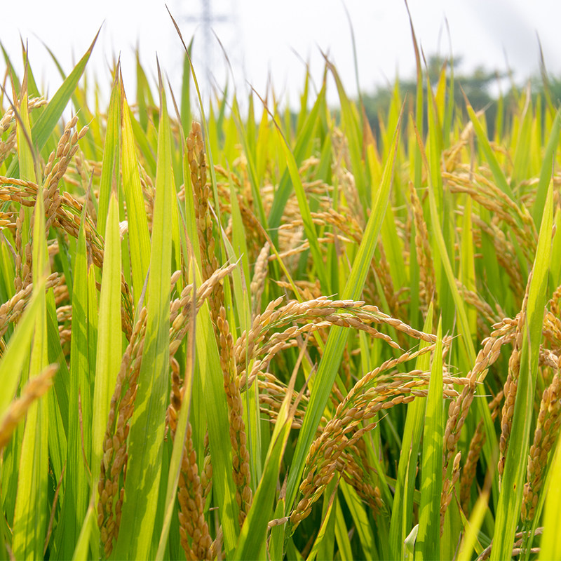 2019新米松江大米松早香1号早稻5kg宝宝粥米非真空包装